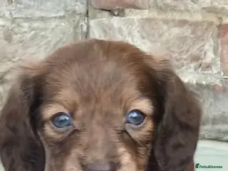 Miniature Dachshund dogs Mini Dachshunds long and short haired - Advert 1