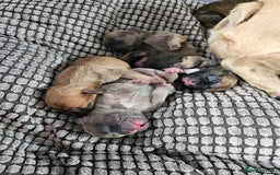 French Bulldog dogs for sale: Gorgeous french bulldogs - Image 21