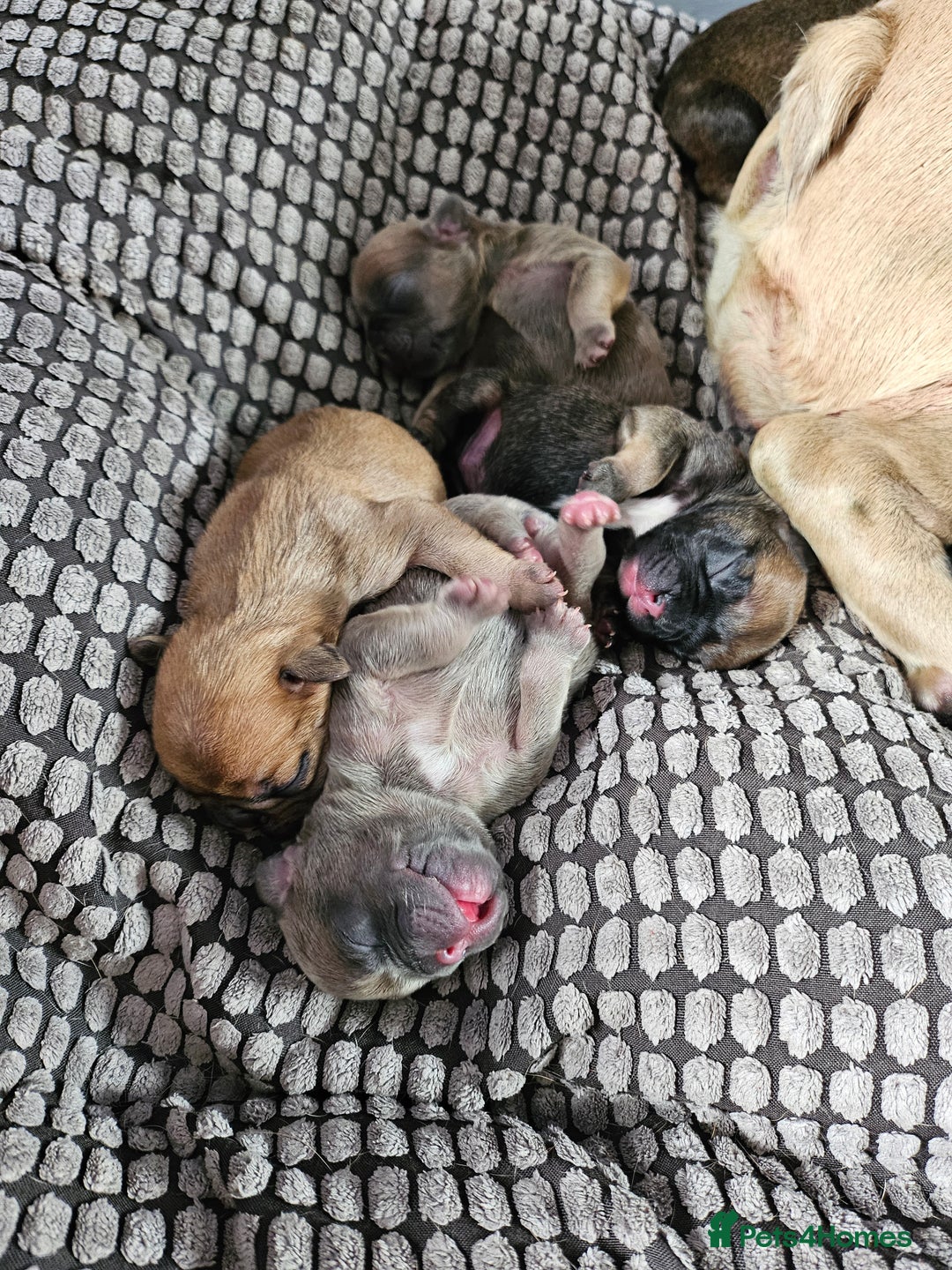 French Bulldog dogs for sale: Gorgeous french bulldogs - Image 21