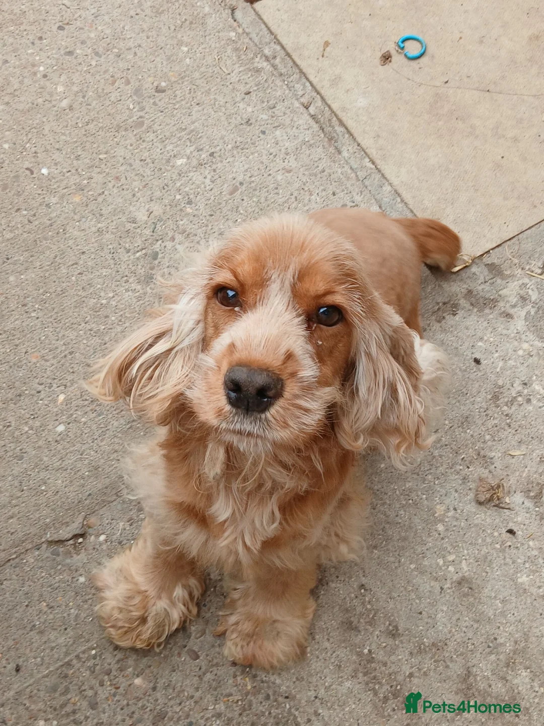 Cocker Spaniel dogs for sale:  unspayed golden cocker spaniel bitch for sale - Advert 2
