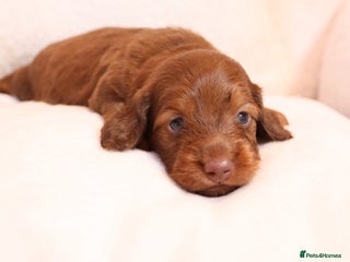 Miniature Dachshund dogs - Advert 20