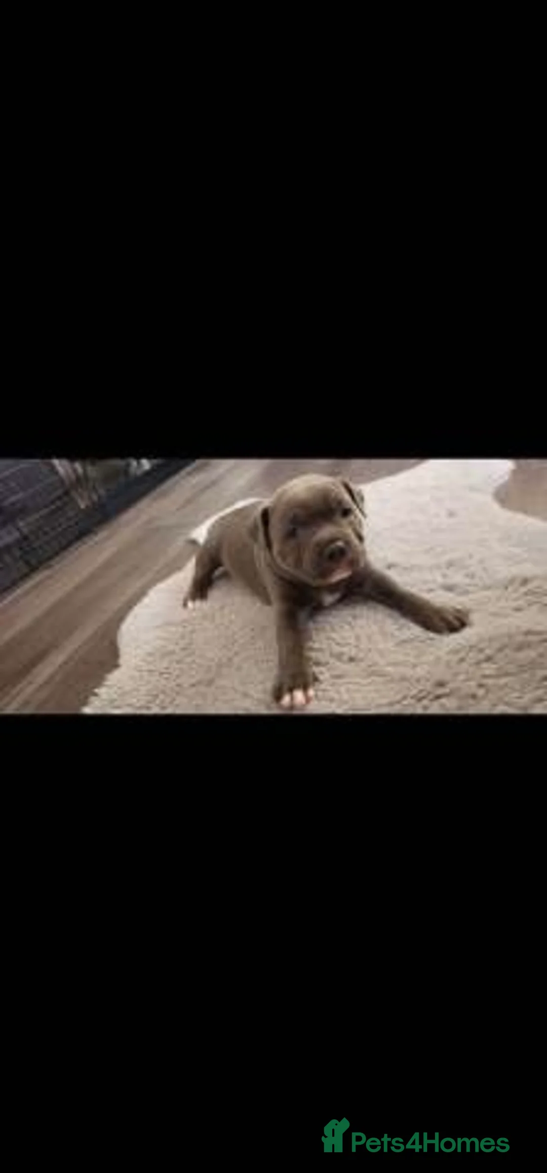Staffordshire Bull Terrier dogs for sale: Stunning 100% Outstanding Staffy Puppies  - Advert 16