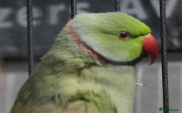 Ringnecks birds for sale: Ring neck Bonded pair  - Image 6
