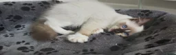 Ragdoll cats for sale: RAGDOLLS SEAL POINT BICOLOUR GIRLS BLUE EYES  - Advert 22