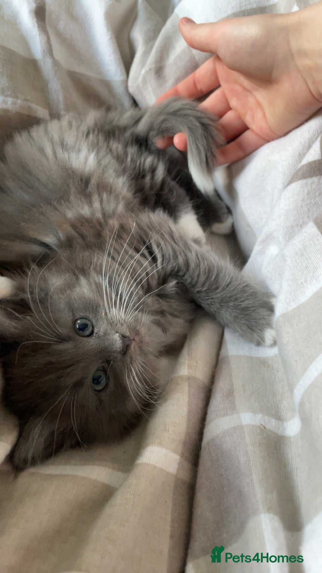 Ragdoll cats for sale: 4 maincoon x ragdoll kittens - Advert 9