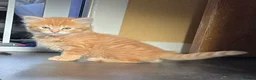 Mixed Breed cats for sale: Beautiful playful kittens for sale - Advert 3