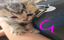 British Shorthair cats for sale: Gorgeous Short Haired Tabby Kittens  Well-Handled  - Image 6