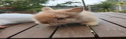 Lionhead rabbits for sale: Beautiful DM Lionheads  - Advert 15