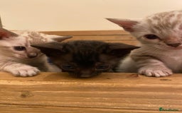 Bengal cats for sale: 🔥✨ Pedigree TICA-Registered Bengal Kittens - Image 38