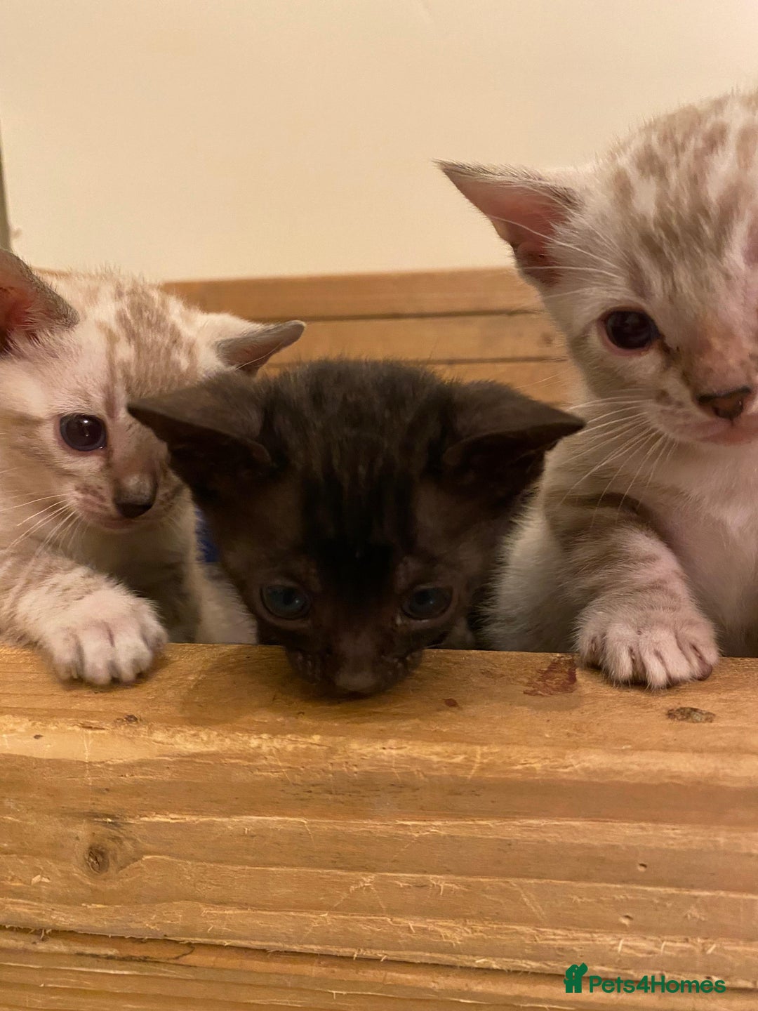 Bengal cats for sale: 🔥✨ Pedigree TICA-Registered Bengal Kittens - Image 38