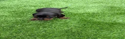 Miniature Dachshund dogs for sale: Dachshund  - Advert 7