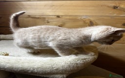 Mixed Breed cats for sale: Apricot Tabby & Peach Tortie Girl Kittens - Image 11
