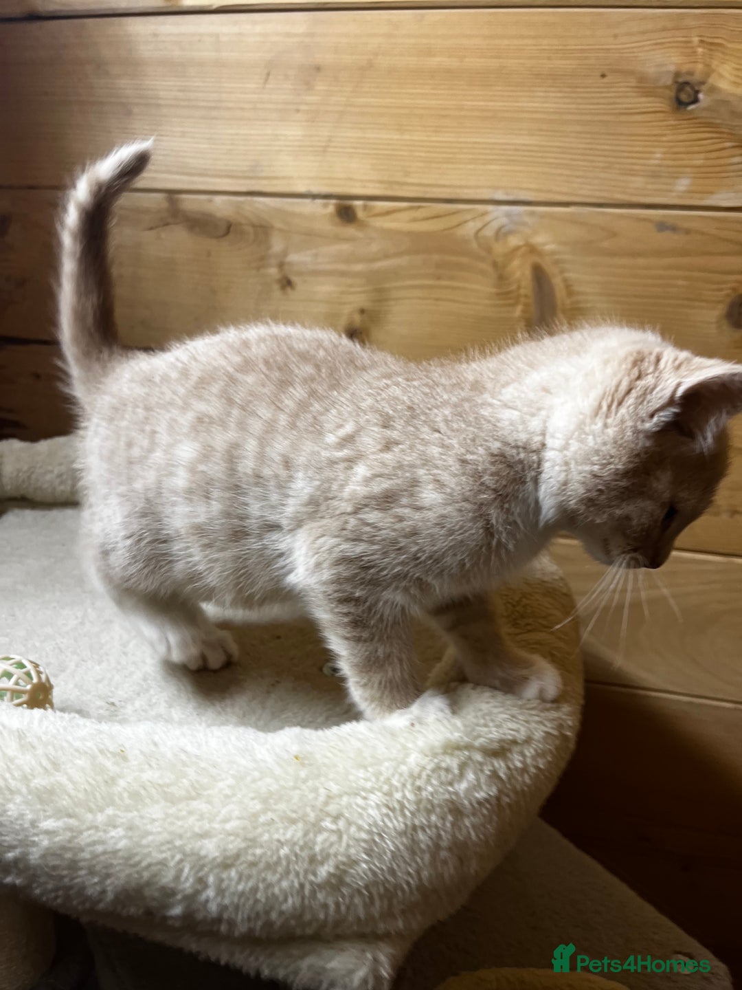 Mixed Breed cats for sale: Apricot Tabby & Peach Tortie Girl Kittens - Image 11