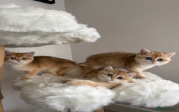 British Shorthair cats for sale: British Shorthair Golden Lilac kittens  - Image 11