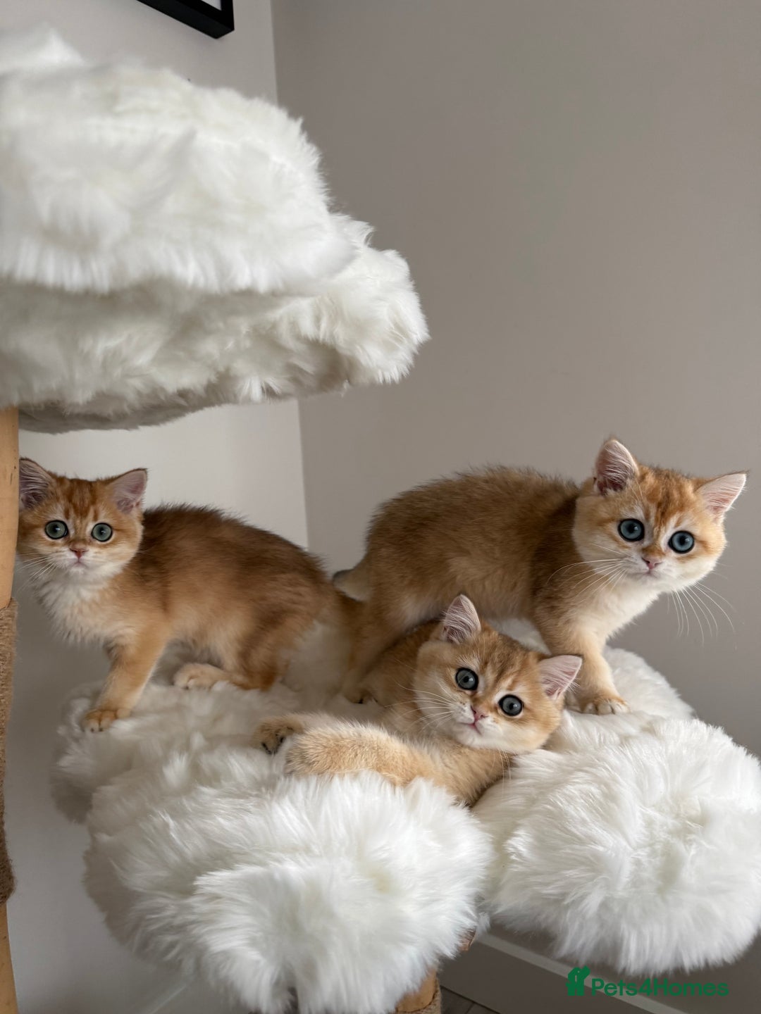 British Shorthair cats for sale: British Shorthair Golden Lilac kittens  - Image 11