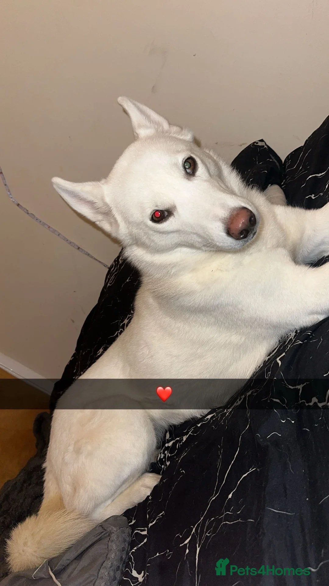Siberian Husky dogs for sale: Female Siberian husky for sale  in Northallerton - Advert 1