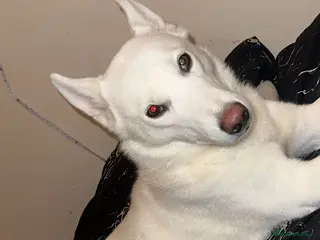 Siberian Husky dogs Female Siberian husky for sale - Advert 16