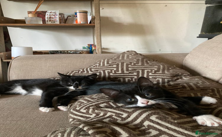 Mixed Breed cats - Advert 3