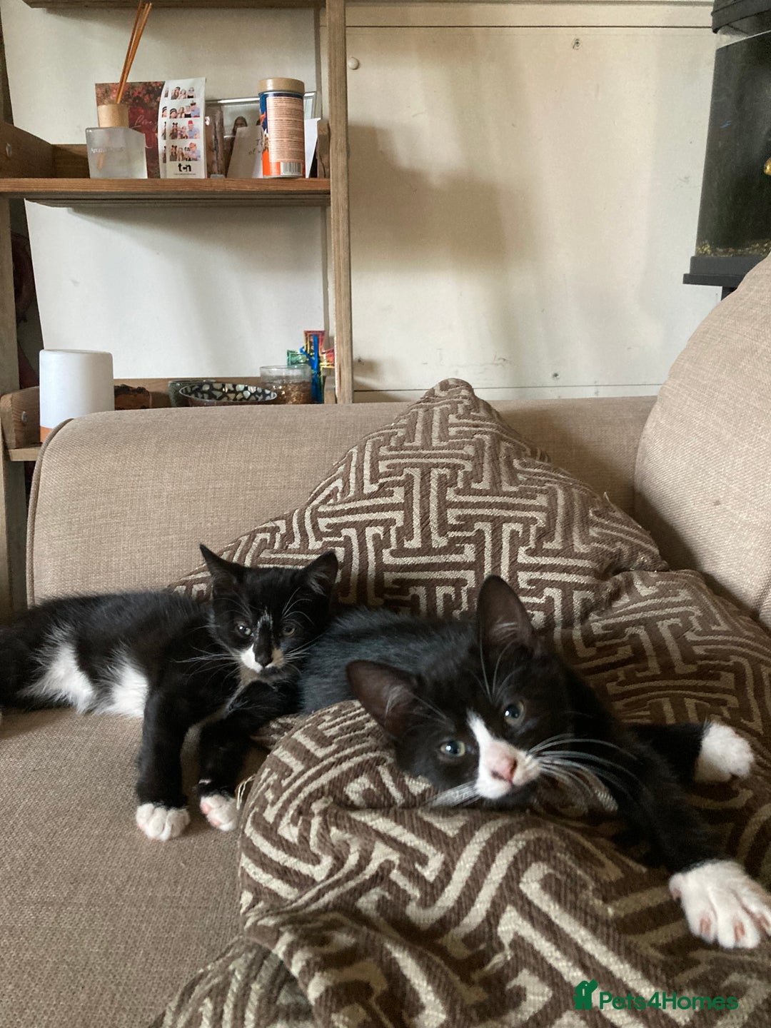Mixed Breed cats for sale: Cute kittens  - Image 1