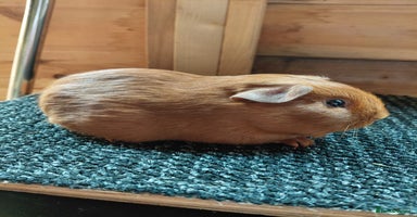 Guinea Pig rodents - Advert 14