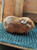 Guinea Pig rodents - Advert 9