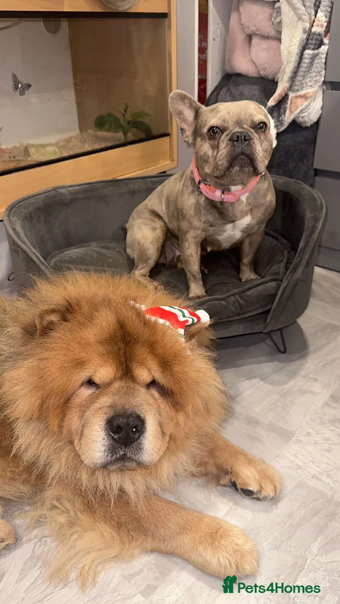 Chow Chow dogs for sale: beautiful chow male - Advert 2