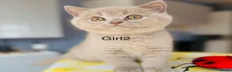 British Shorthair cats for sale: Beautiful paws*GB 😻 - Advert 6