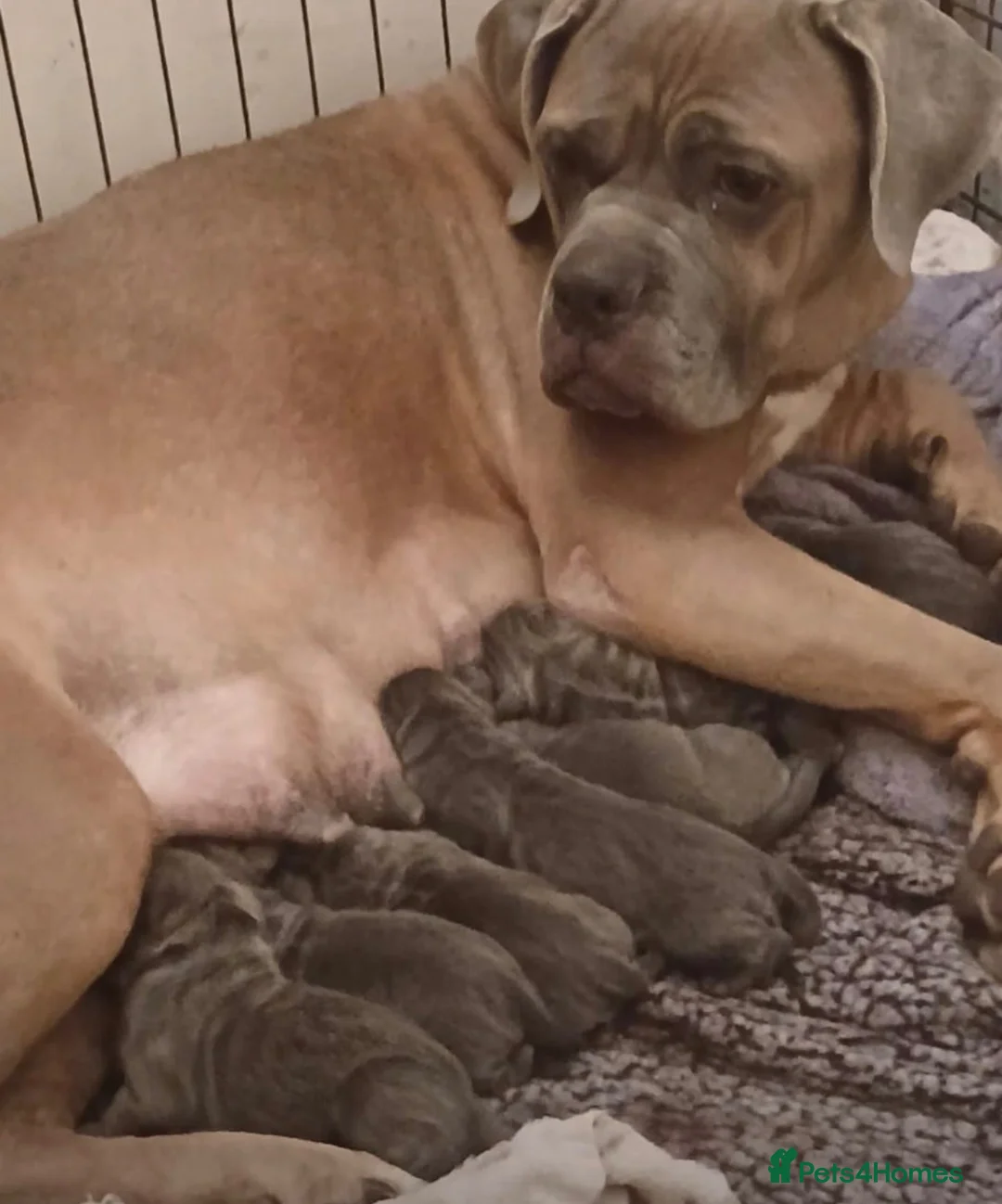 Cane Corso dogs for sale: BEAUTIFUL CANE CORSO PUPPIES – ICCF REGISTERED 🐾 - Advert 1