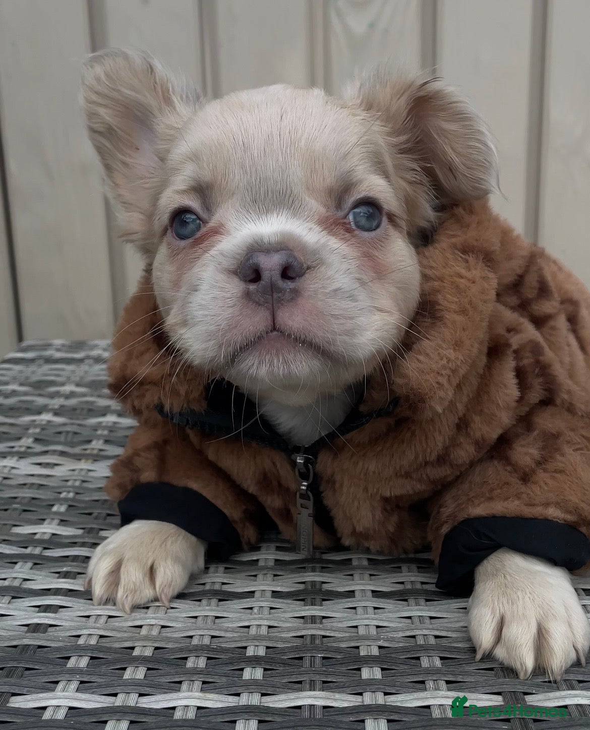 French Bulldog dogs for sale: 🔥 Male Platinum Fluffy Frenchies -Carrying PINK  - Advert 15