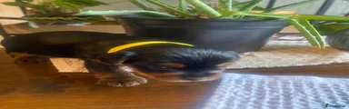 Yorkshire Terrier Puppy 3 Yellow