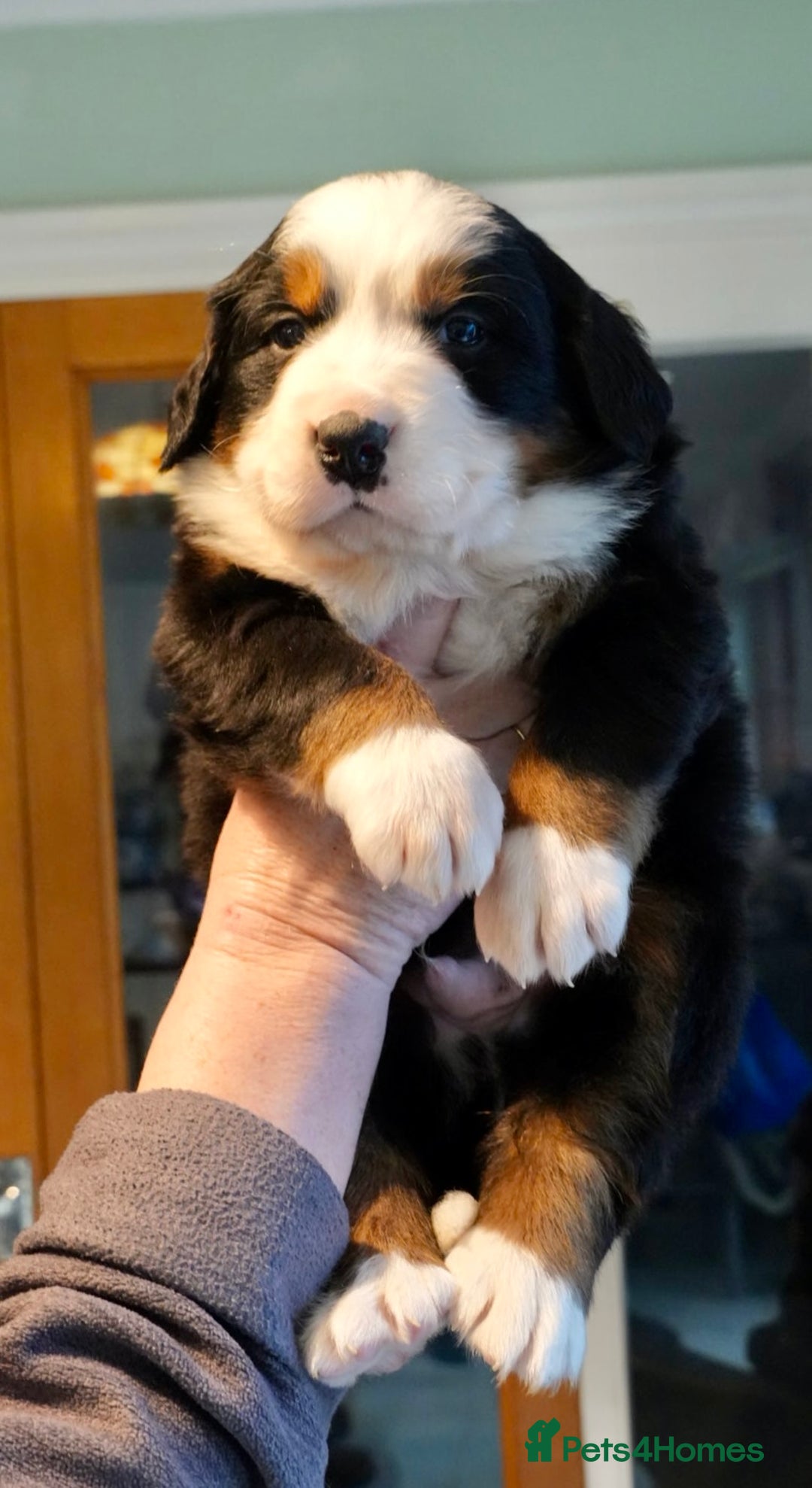 Bernese Mountain Dog dogs for sale: Quality Bernese Mountain Dog Puppies  - Advert 1