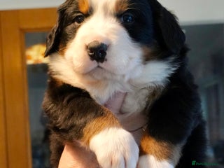 Bernese Mountain Dog dogs Quality Bernese Mountain Dog Puppies - Advert 8