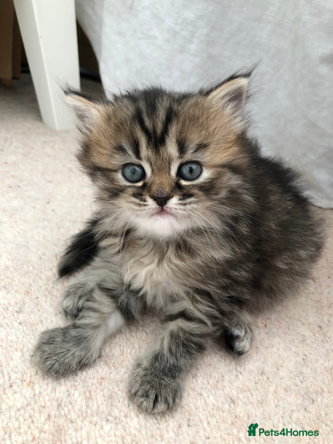 Siberian cats for sale: Stunning Siberian Kittens! - Image 10