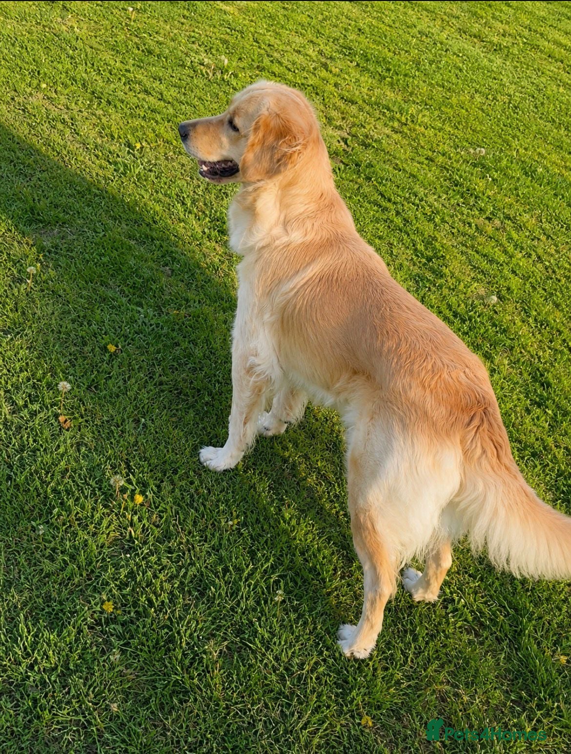 Golden Retriever dogs Beautiful Golden Retriever - Advert 1