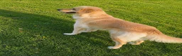 Golden Retriever dogs for sale: Beautiful Golden Retriever - Advert 1