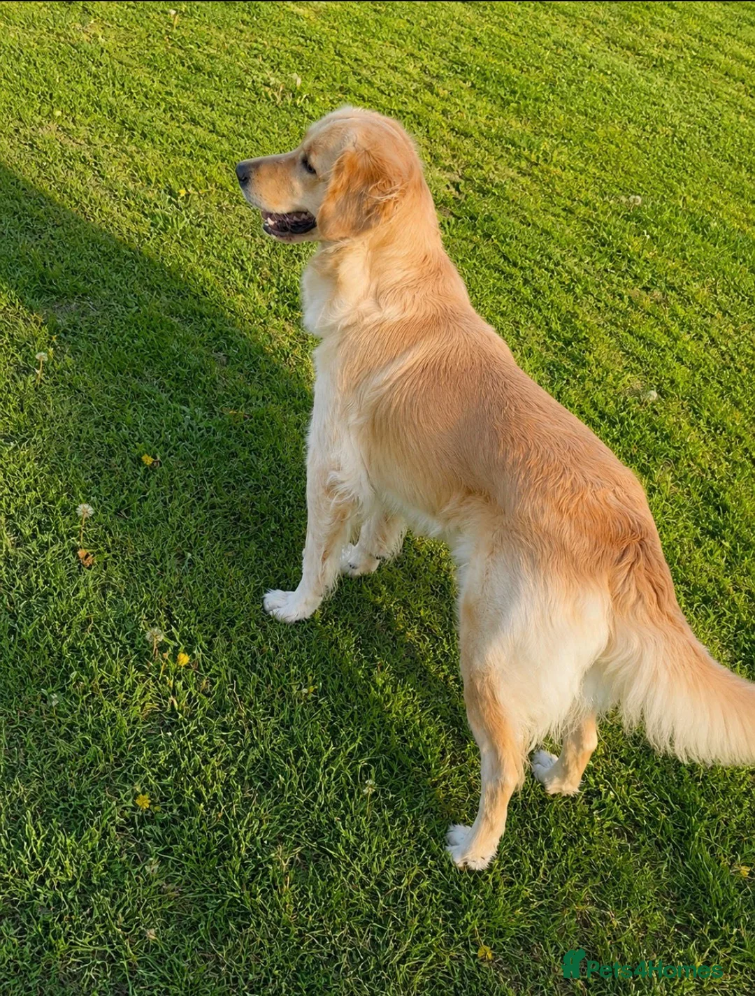 Golden Retriever dogs for sale: Beautiful Golden Retriever - Advert 1