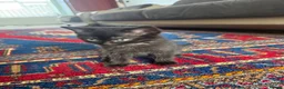 British Shorthair cats for sale: We have 2 little kittens looking for a new home  - Advert 15