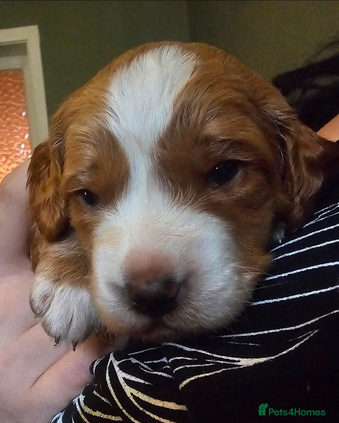 Cockapoo dogs for sale: Only two puppies left! Ready to go 9th December! - Advert 10