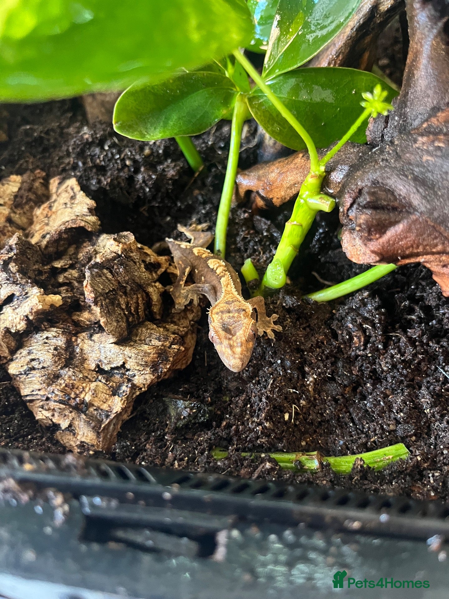 Gecko reptiles Baby crested gecko  - Advert 6