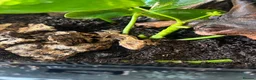 Gecko reptiles for sale: Baby crested gecko  - Advert 1