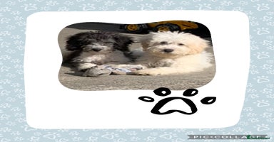 Cockapoo dogs - Advert 1