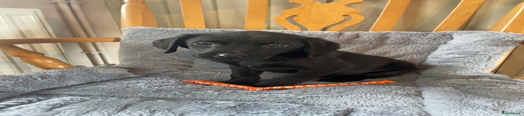 Orange collar