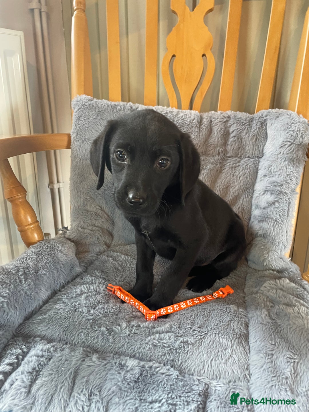 Labrador Retriever dogs for sale: Beautiful KC Reg Labrador Pups - Image 9