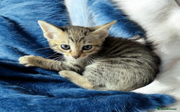 Oriental cats for sale: One Oriental Boy Left Looking for his forever home - Image 8