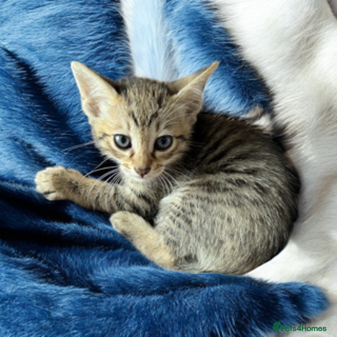 Oriental cats for sale: One Oriental Boy Left Looking for his forever home - Image 8