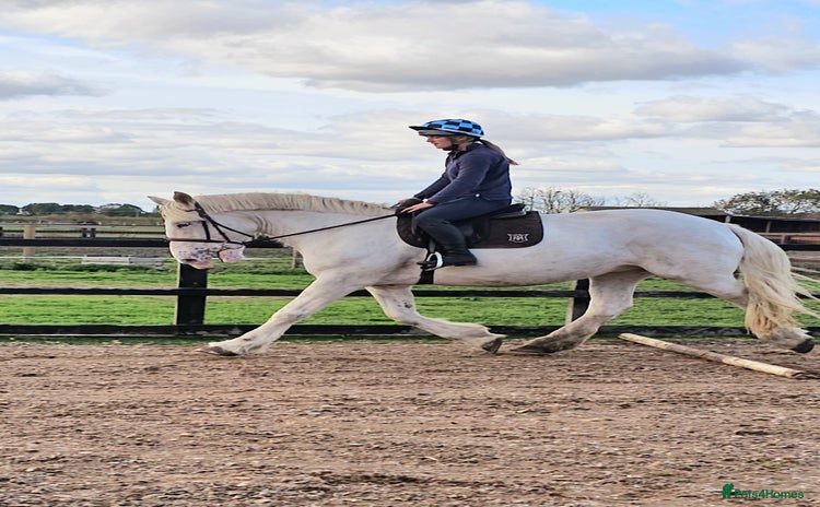 Irish Cob horses - Advert 1