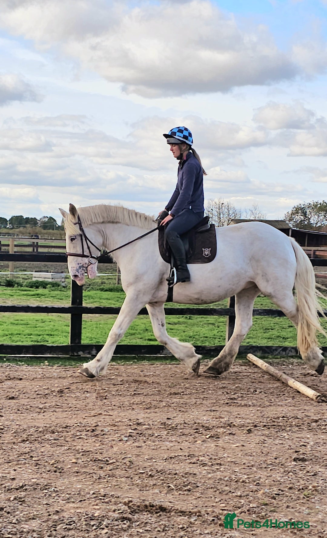 Irish Cob horses for sale: 16hh ex trekking cob mare  - Image 1