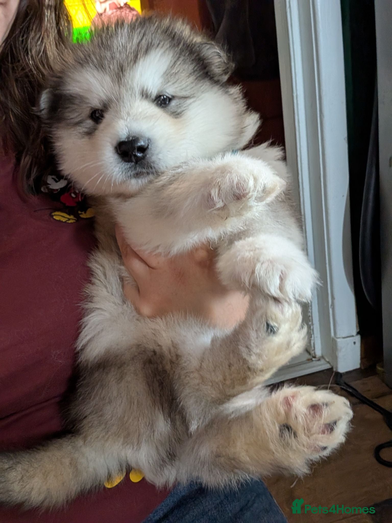 Alaskan Malamute dogs Giant Wooly KC Registered Alaskan Malamute Puppies - Advert 1