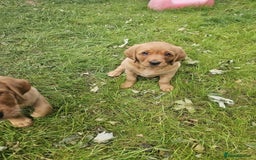 Goldador dogs for sale: Fox red lab x fox red retriever pups READY NOW - Image 13