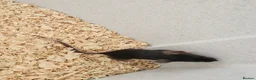 Mouse rodents for sale: Fancy mice  - Advert 7
